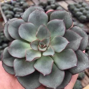 洛洛多肉植物 荷兰进口 摩氏石莲 多肉 有根  邮费另拍 8cm