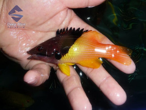 深蓝海族★三色龙/海水鱼/活体批发/珊瑚/海水观赏鱼