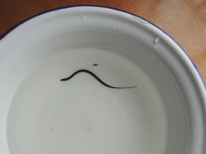 野采迷你小黄鳝苗 小宠物 野采小鳗鱼