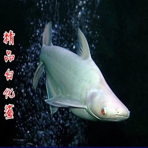 水族白化大白鲨热带鱼淡水鱼大型鱼鲨鱼宠物鱼凶猛鱼观赏鱼活体鱼