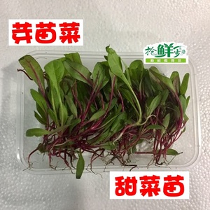 新鲜红甜菜苗