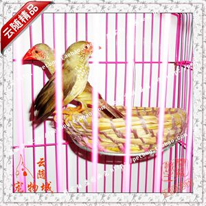 玉鸟鸟窝繁殖窝