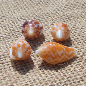 天然 水晶花麦螺 小海螺贝壳 海星 鱼缸地台 婚庆礼品 diy 工艺品