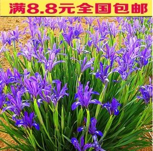 50 2人付款  淘宝 春秋播花种子马蔺种子蓝色马兰花莲花草种子景观
