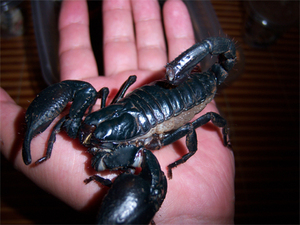 700人付款淘宝热带雨林蝎子活体宠物巨型超大无毒上手12-18厘米送