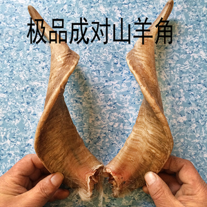 山羊角野生