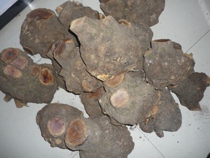 火琉璃疙瘩手串把件弹弓笔筒摆件原料树瘤可媲美麻梨紫檀崖柏海黄