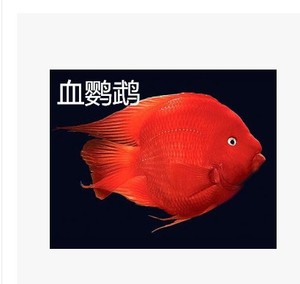 全新大型鱼 鹦鹉鱼 血红鹦鹉鱼 一颗心鹦鹉鱼 黄鹦鹉 印花鹦鹉鱼