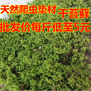 干水苔苔藓水草青苔乌龟保湿蛇垫材兰花石斛栽培嫁接包裹基质