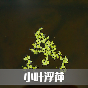 [山野]小叶浮萍青萍芝麻萍水草鱼缸龟缸造景室外水池净化空气水质