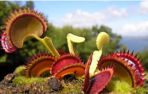 食虫植物-菲克德库拉捕蝇草 大型特征捕蝇草 夹子大生长快种好发
