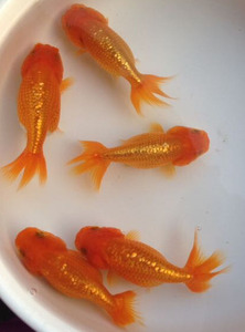 精品虎头金鱼包活体狮子头包活鱼苗淡水鱼观赏鱼批发渔场冷水鱼