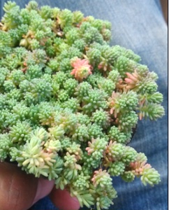 小薄雪万年草
