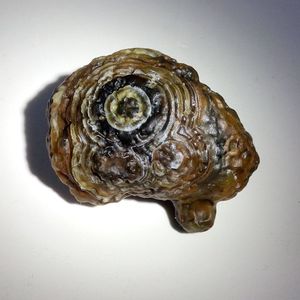 眼石 眼睛石 阿拉善地表眼睛玛瑙金钱石戈壁玛瑙原石大漠奇石精品