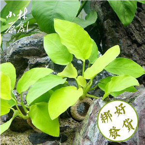 黄金小水榕定植 懒人水草 鱼缸造景 阴性草 活体真水草