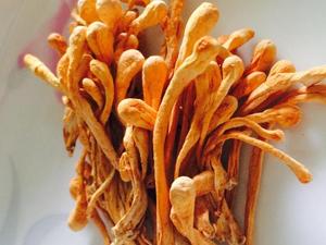 虫草花金虫草特级蛹虫草孢子头北虫草500g金虫草子实体干货煲汤料