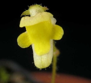 食虫植物-丝叶螺旋狸藻 genlisea filiformis 高级 稀有