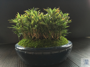 日本进口屋九岛矮竹15年以上老竹