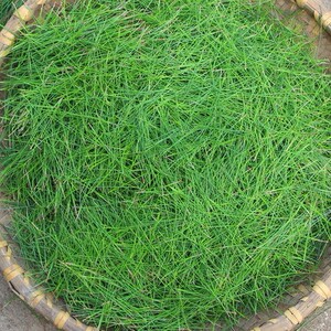 松饱和纯露/松针纯露500ml 净化收敛清理毛孔控油杀菌毛孔粗大