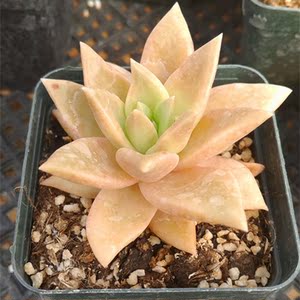 多肉植物【东云】原始种 品相极好奇趣植物 吸甲醛防辐射多肉盆栽