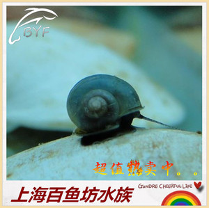 【百鱼坊】观赏螺 神秘螺 蓝象牙螺 蓝水晶螺 1厘米左右