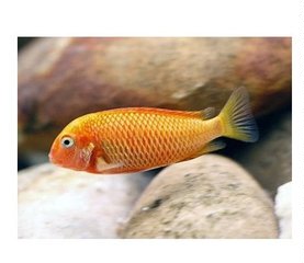 三湖慈鲷坦鲷蝴蝶