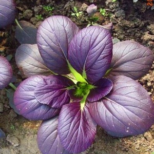 紫色菜心有什么作用?