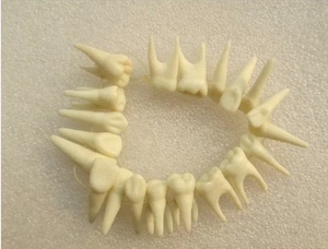 牙齿科材料 有根标准乳牙模型 牙齿模型 离体牙模型 单色离体牙