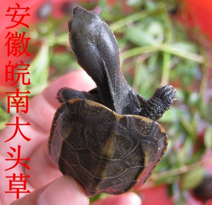 2014年越冬安徽皖南种中华草龟苗安徽大头草龟苗(冲钻特价)