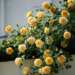 欢笑格鲁吉亚月季