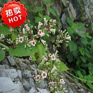 新鲜野生中草药通气藤臭屁藤鸡屎藤臭屎藤母狗藤土黄连1000g 包邮