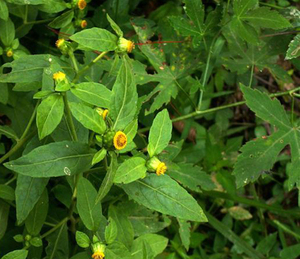 野烟野旱烟天名精茢甄豕首麦句姜虾蟆蓝天芜菁现采250克