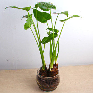 水观音盆栽千手观音