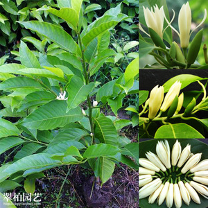 黄桷兰/黄果兰/黄角兰/白兰花树苗/绿植盆栽花卉/庭院阳台/限重庆