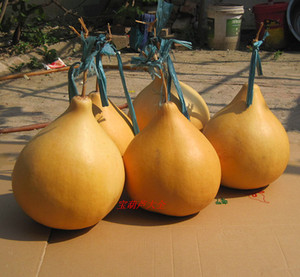 大瓢葫芦皮厚(可做瓢 脸谱 烙画)25--35公分