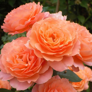 王妃花社月季巴维迪尔(belvedere)少有的橙色超大花 直立勤花