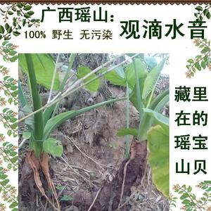 100%野生新鲜采海芋 广东狼毒 野芋头 山芋头 木芋头 滴水观音