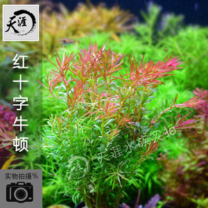 十字牛顿水草