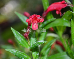 黄杨叶芒毛苣苔|苦苣苔科|小型缸养植物|夏季花期