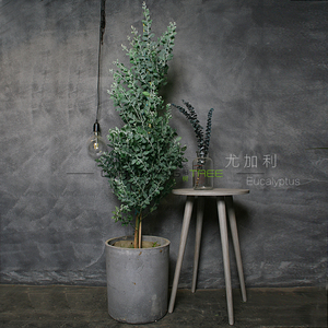 长阳树|北欧独杆独杆 似尤加利大型盆栽绿植银叶合欢桉树圆叶植物