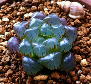 多肉稀有品种奇趣