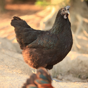 【阎罗谷 ＿五黑母鸡】农家散养黑母鸡 山里放养自养 新鲜黑土鸡