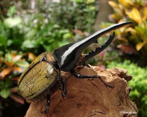 dhl dhh 长戟大兜虫 海神大兜 幼虫l1 l2 l3 最大个体甲虫 昆虫