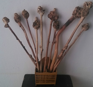 云南黑果树黑果木背锤 捶背 木雕 天然树瘤原生态半成品 25至48号