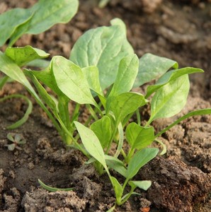 新鲜小菠菜苗 菠菜 沙拉菜 菠菜仔 小菠菜叶 无公害蔬菜《一斤》