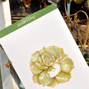 麦大米手绘多肉植物明信片文艺小清新留言卡片纸创意书签贺卡包邮