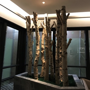 白桦树装饰白桦树干天然枯树圆木棍橱窗隔断婚庆白桦树杆装饰树桩