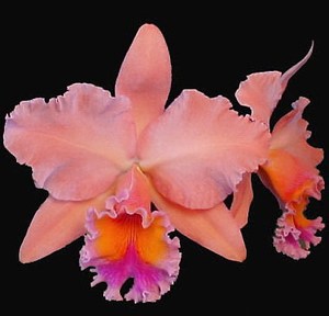 bryce canyon x blc.helen brown花大芳香