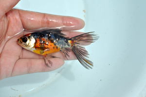 英国布里斯托草金五花心型尾 小草金鱼 五花草金鱼精品