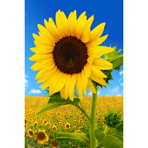 80向日葵背景装饰海报向阳花太阳花玻璃贴纸葵花风景花卉装饰画图片